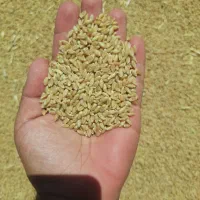گندم|خوردنی و آشامیدنی|ساوه, |دیوار