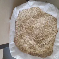 برنج محلی خوشپخت و خوش عطر|خوردنی و آشامیدنی|بندر ترکمن, |دیوار