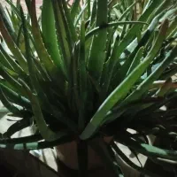 فروش گل آلوئه ورا