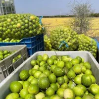 خریدار لیمو
