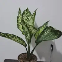 انواع گل های آپارتمانی|گل و گیاه طبیعی|مرودشت, نقش رستم|دیوار