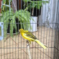 قناری نر مست|پرنده|صدرا-فارس, فاز ۱|دیوار