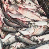 ماهی|خوردنی و آشامیدنی|دیواندره, |دیوار