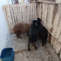 3عدد بره ماده 21ملیون