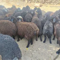 گوسفند زنده کوهستان|حیوانات مزرعه|تهران, وردآورد|دیوار