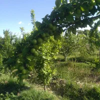 گوجه سبز و زردآلو