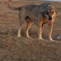 سگ ماده