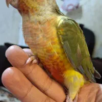 گرینچیک آناناسی