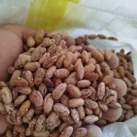 لوبیا چیتی درجه یک خارجی