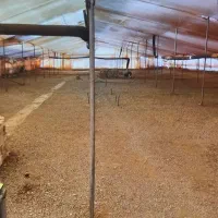 اجاره گلخانه