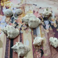 صدف خاردار و حلزون کلکسیونی