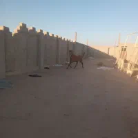 قیمت توافقی|اسب و تجهیزات اسبسواری|هرند, |دیوار