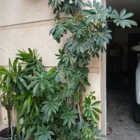 فروش گل