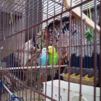 جفت مرغ عشق|پرنده|اردبیل, |دیوار