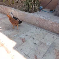عروس معاوضه با سهره|پرنده|جهرم, |دیوار