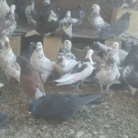 کبوتر کاشونی|پرنده|خمینی‌شهر, |دیوار