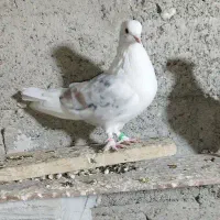 کبوتر پشت سرور