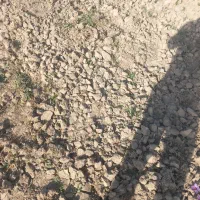 زمین درشهر زیارت ۲۲۰متر خیابان حاجیلو