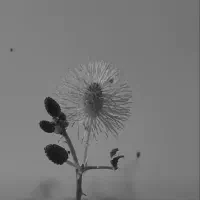 برنج نیم دانه اصل هاشمی