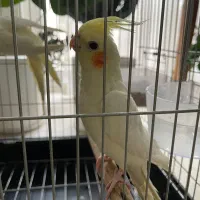 جوجه عروس هلندی