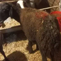 میش آبستن سنگین|حیوانات مزرعه|ملایر, |دیوار