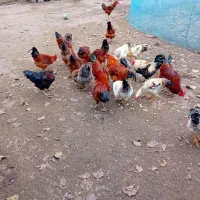 خروس گلپایگان|حیوانات مزرعه|رشت, حومه رشت|دیوار