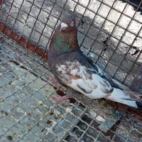 کفتر شهری پول کله کنی