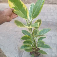 فیکوس سالم برگ پهن