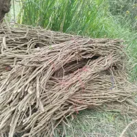 اورجیا  سبد بافی