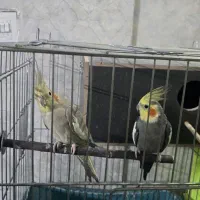 دوجفت مولد|پرنده|ری, شهادت|دیوار