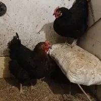 فروش مرغ سیاه تخم گذار
