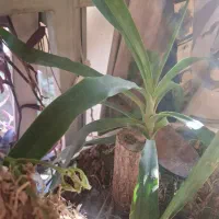 درختچه یوکا|گل و گیاه طبیعی|تهران, فلسطین (میدان انقلاب)|دیوار