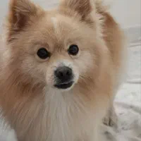 پامر بازیگوش