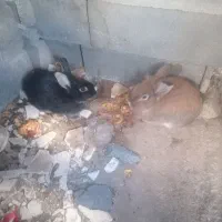 خرگوش|موش و خرگوش|کرمانشاه, |دیوار