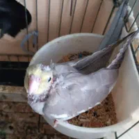 بچه عروس هلندی|پرنده|بندر انزلی, کارآموزی|دیوار