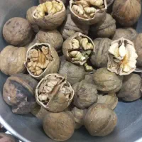 باسلام گردوبصورت عمده بفروش میرسدفقط تماس باتخفیف|عمدهفروشی|اردل, |دیوار