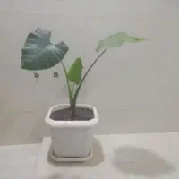 فروش گل
