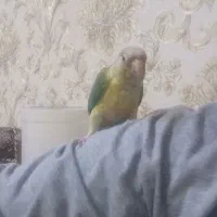 دو عدد طوطی گرینچیک سخنگو|پرنده|اهواز, ۲۰۰۰واحدی|دیوار