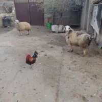 دوتا میش گوشتی درجه یک پرواز باب قصابی|حیوانات مزرعه|زاگرس, |دیوار