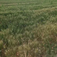 زمین-زراعی