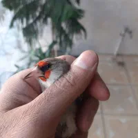 سهره|پرنده|فردیس, شهرک ارم|دیوار