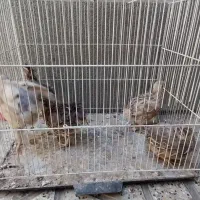 بلدرچین نر و ماده
