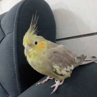 عروس هلندی|پرنده|کاشمر, |دیوار