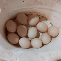 تخم مرغ ابریشمی