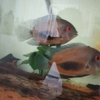 ماهی اورا مثلثی|ماهی|اسلام‌شهر, شهرک امام حسین (میان آباد)|دیوار