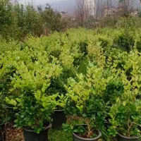 گل وگیاه ارزان