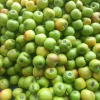 سیب درختی برای سرکه و مربا
