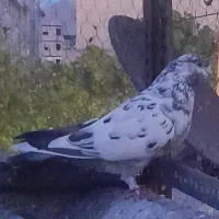 کفتر  ماده پرشی