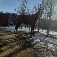 اسب یورقه  فروشی