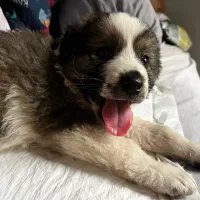 واگذاری توله سگ دوماهه. ماده